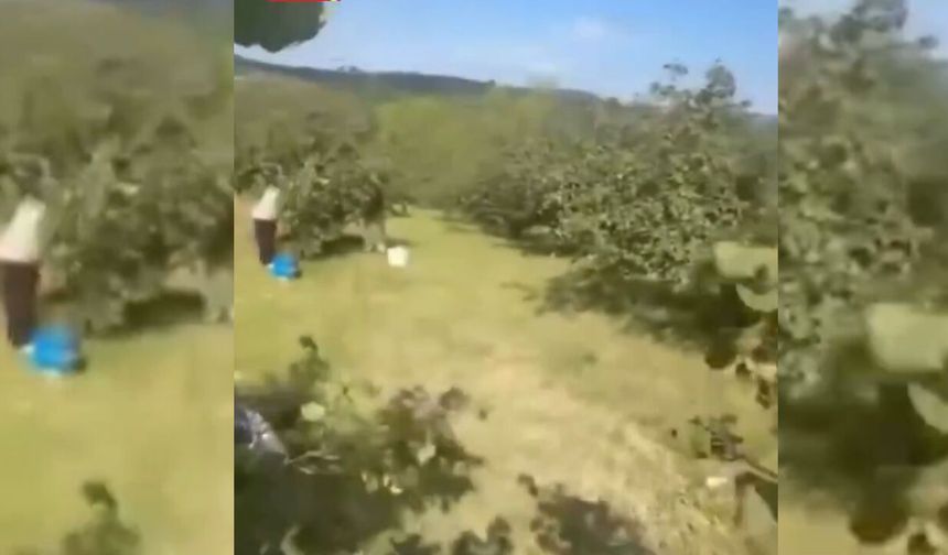Fındık işçilerine saldırıya soruşturma başlatıldı