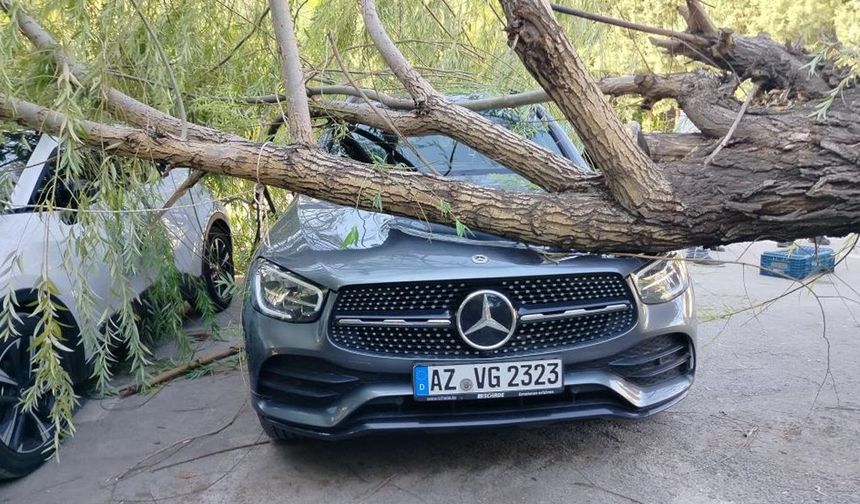 Elazığ’da fırtına ağaçları araçların üzerine devirdi