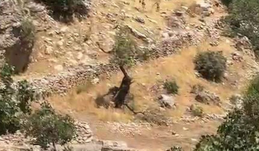 Diyarbakır dağları yaban keçilerine emanet