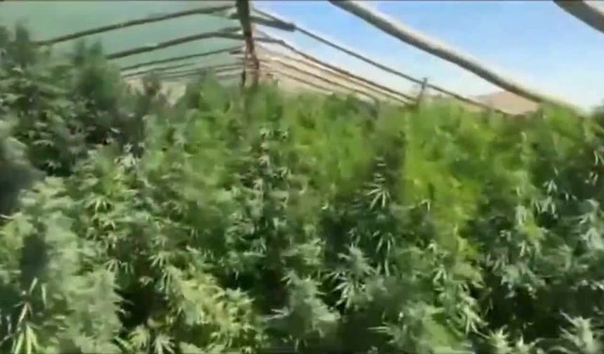 Diyarbakır'da 5 bin 400 kök Hint keneviri ele geçirildi