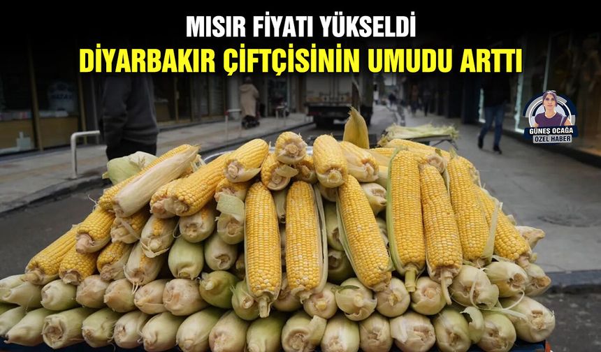 Mısır fiyatı yükseldi, Diyarbakır çiftçisinin umudu arttı