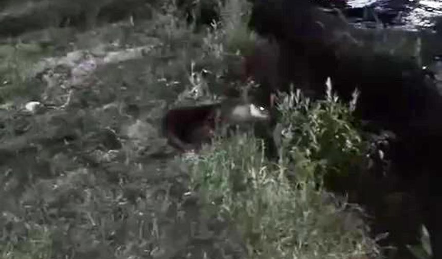 Dicle Nehri'nde su samuru görüntülendi