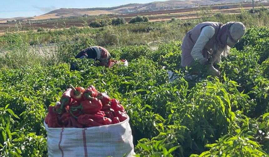 Tarlalardan sofralara acı yolculuk başladı
