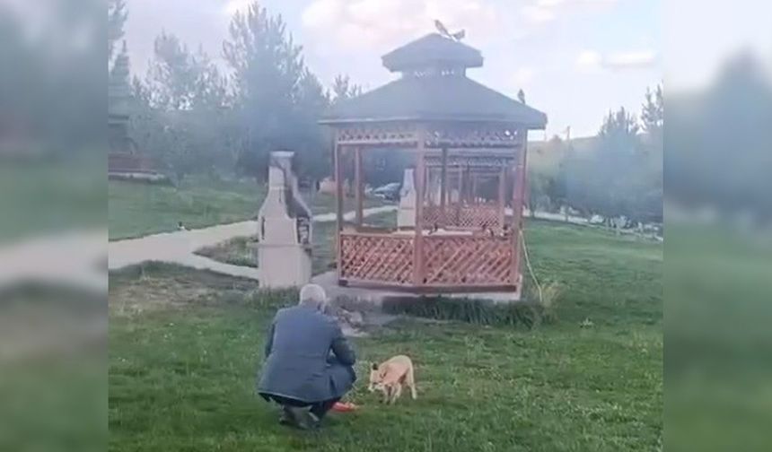 Tilkiyle dostluğu kameraya yansıdı