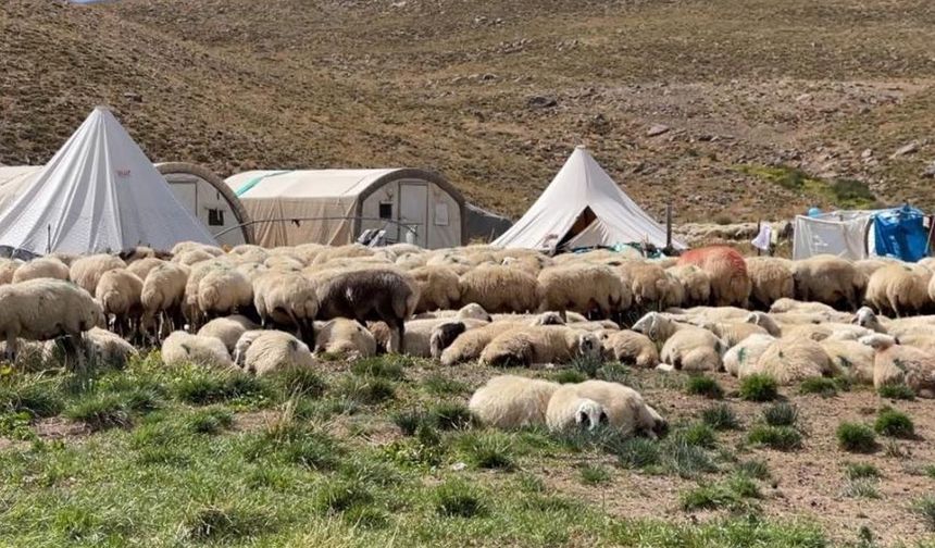 Tunceli’de ‘çoban’ sıkıntısı