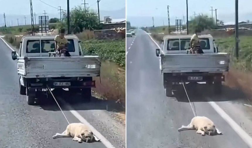 Şanlıurfa'da köpeği kamyonetin arkasına bağlayıp sürükledi