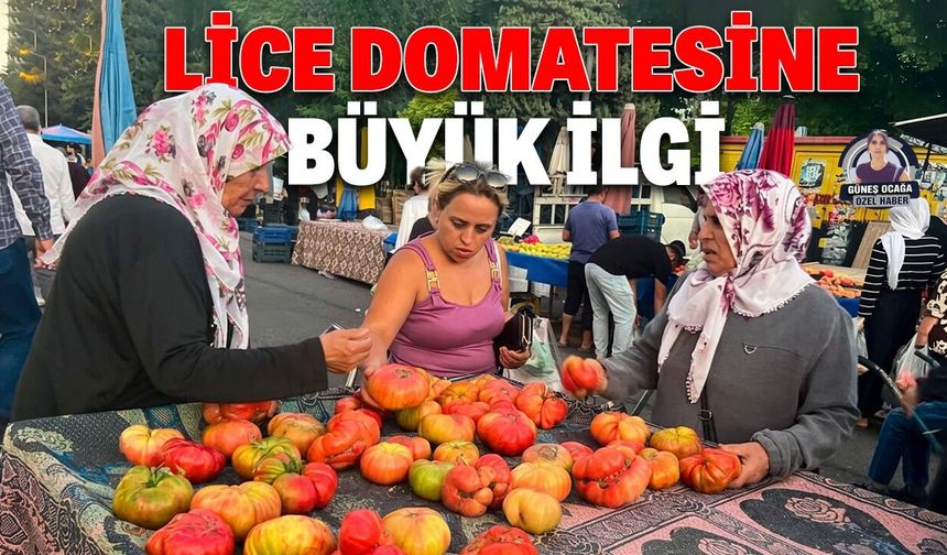 Lice domatesine büyük ilgi