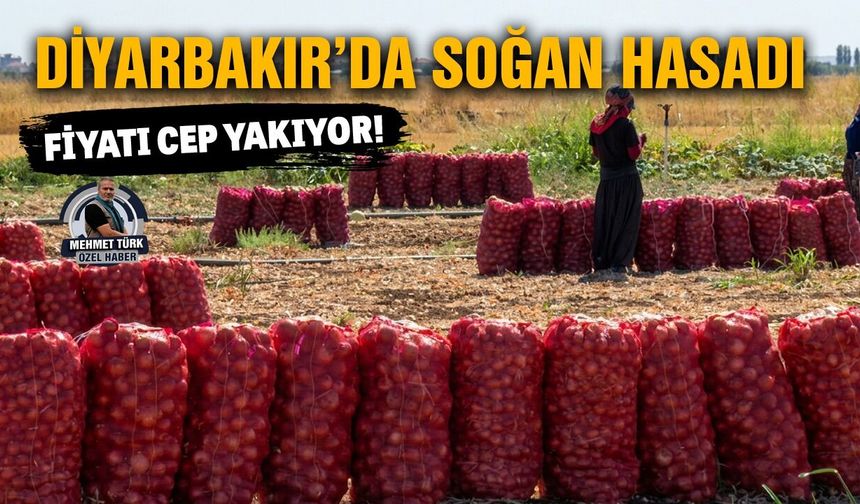 Diyarbakır’da soğan hasadı: Fiyatı cep yakıyor!