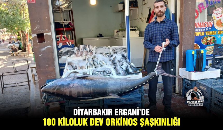 Diyarbakır Ergani’de 100 kiloluk dev orkinos şaşkınlığı