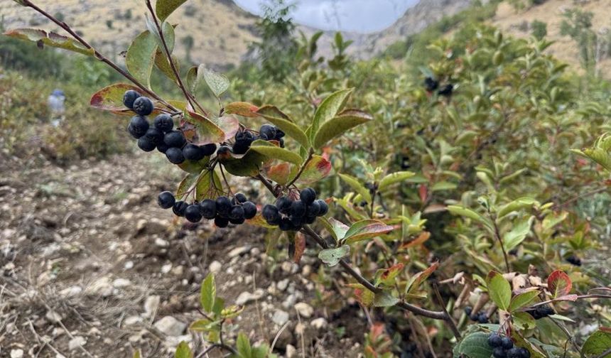 Diyarbakır'da aronya meyvesi hasadı başladı