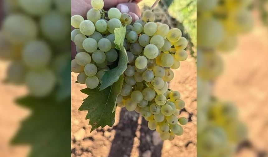 Diyarbakır'da erken soğuklar ve yağmur üzümü çatlattı