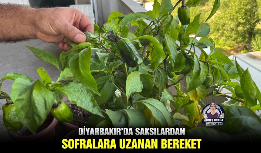 Diyarbakır’da saksılardan sofralara uzanan bereket