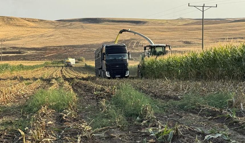 Diyarbakır'da silajlık mısır hasadı başladı