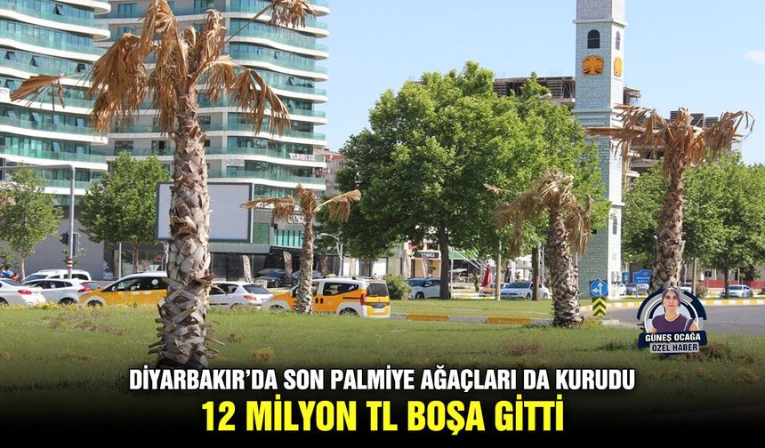 Diyarbakır’da son palmiye ağaçları da kurudu: 12 milyon TL boşa gitti