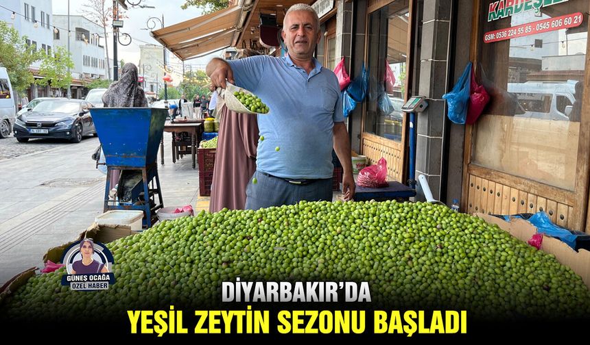 Diyarbakır’da yeşil zeytin sezonu başladı