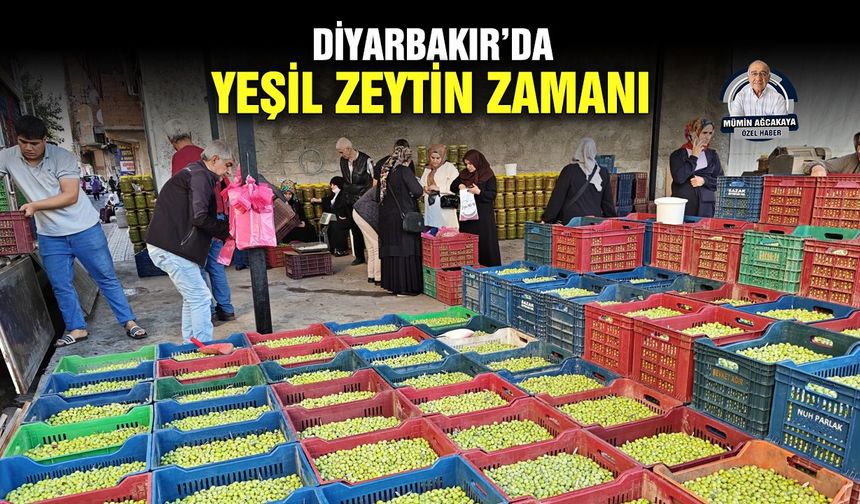Diyarbakır’da yeşil zeytin zamanı