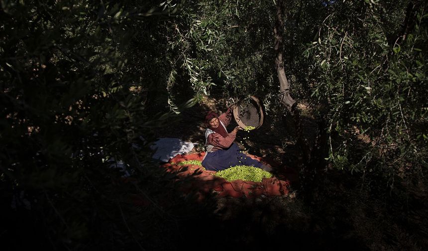 Mardin’in tescilli yeşil zeytin hasadında renkli görüntüler