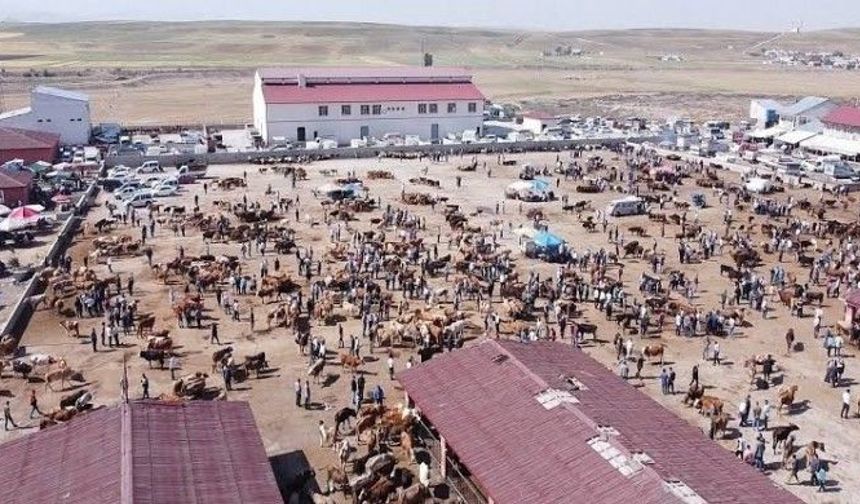 Ağrı’da şap alarmı sürüyor: Hayvan Borsası'nın kapalılık süresi uzatıldı