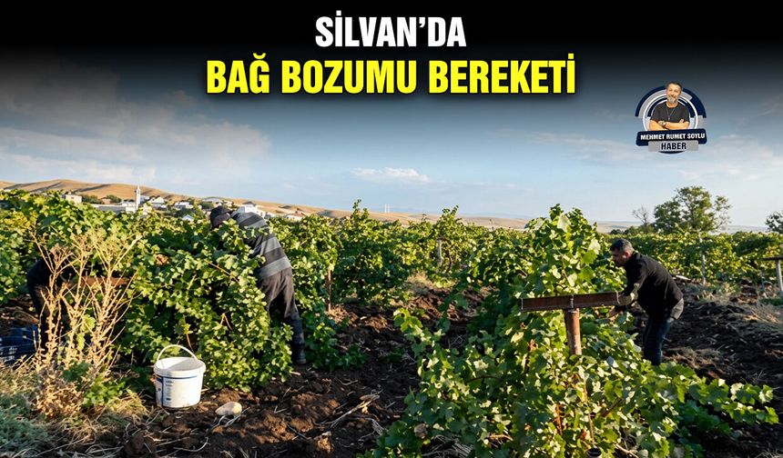 Silvan’da bağ bozumu bereketi