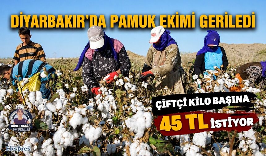 Diyarbakır’da pamuk ekimi geriledi: Çiftçi kilo başına 45 TL istiyor