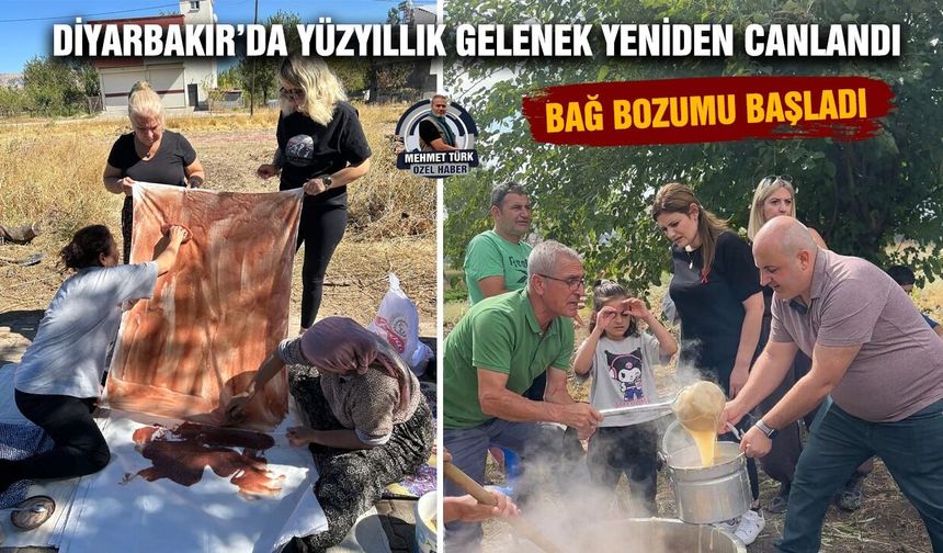 Diyarbakır’da yüzyıllık gelenek yeniden canlandı: Bağ bozumu başladı