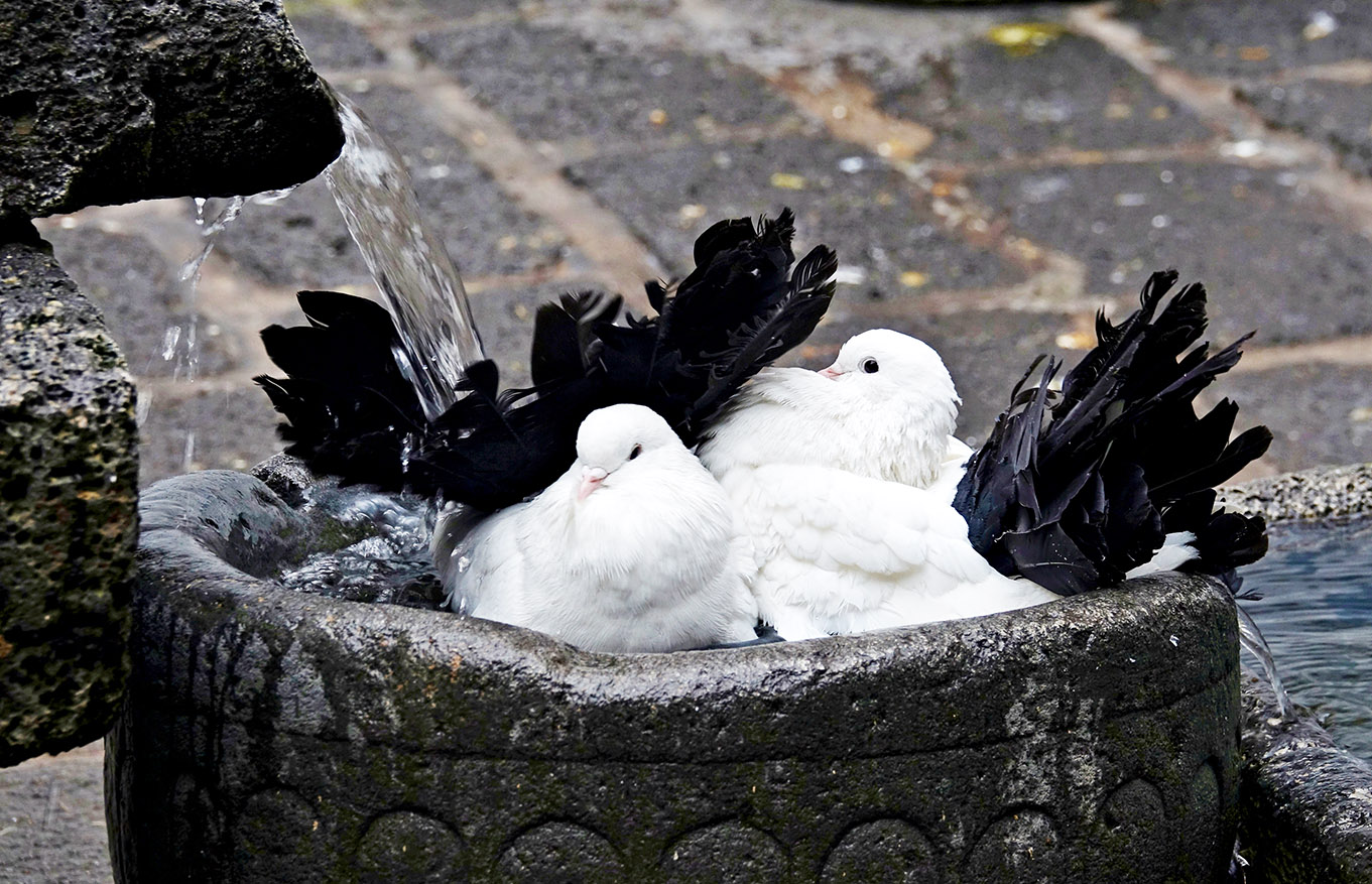 Diyarbakır güvercinleri suda yıkanmayı çok sever