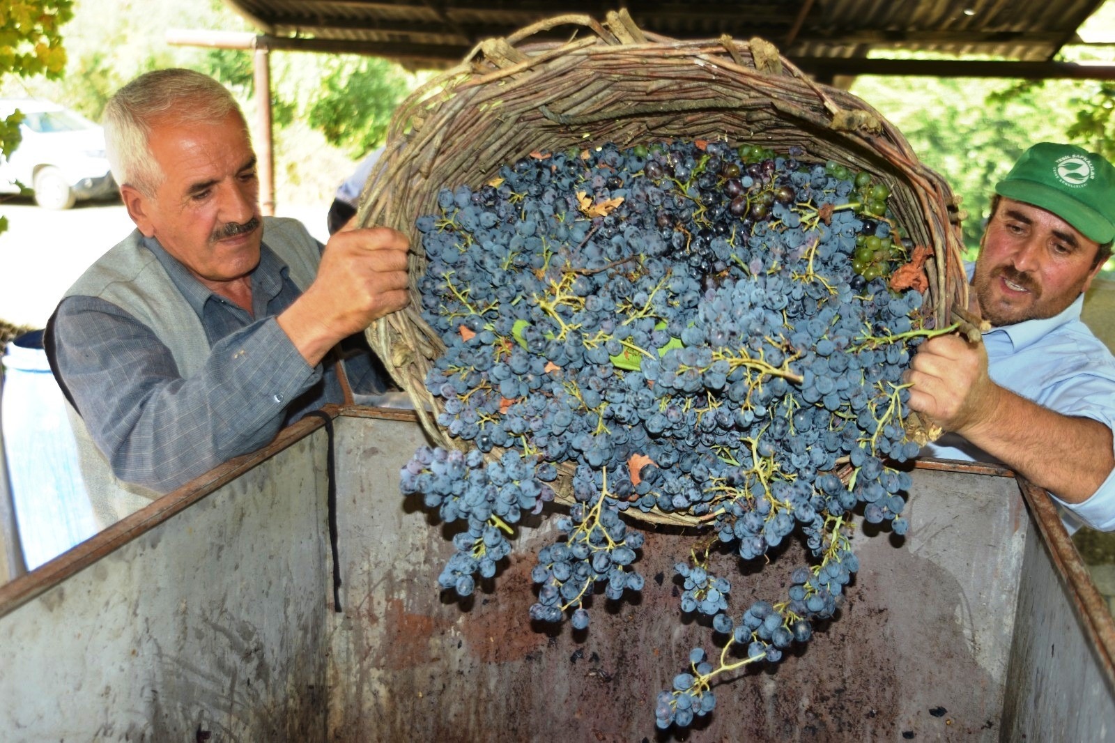 Bağ bozumu başladı3