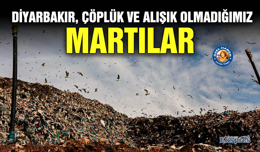 DİYARBAKIR, ÇÖPLÜK VE ALIŞIK OLMADIĞIMIZ MARTILAR