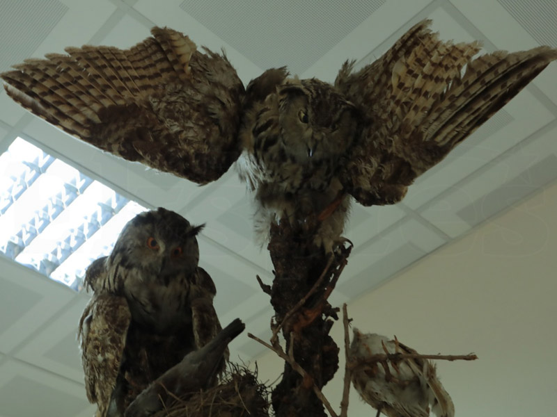 Diyarbakır’ın Biyolojik Zenginlikleri Bu Müzede4