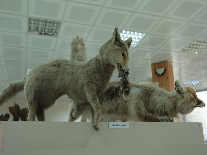 Diyarbakır’ın Biyolojik Zenginlikleri Bu Müzede6
