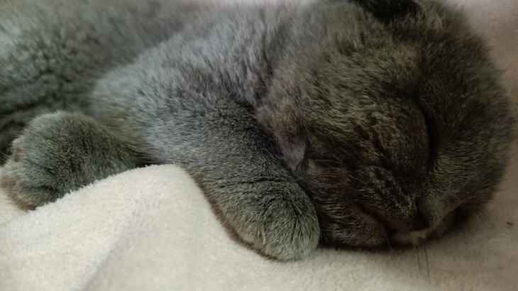 Kedi-7