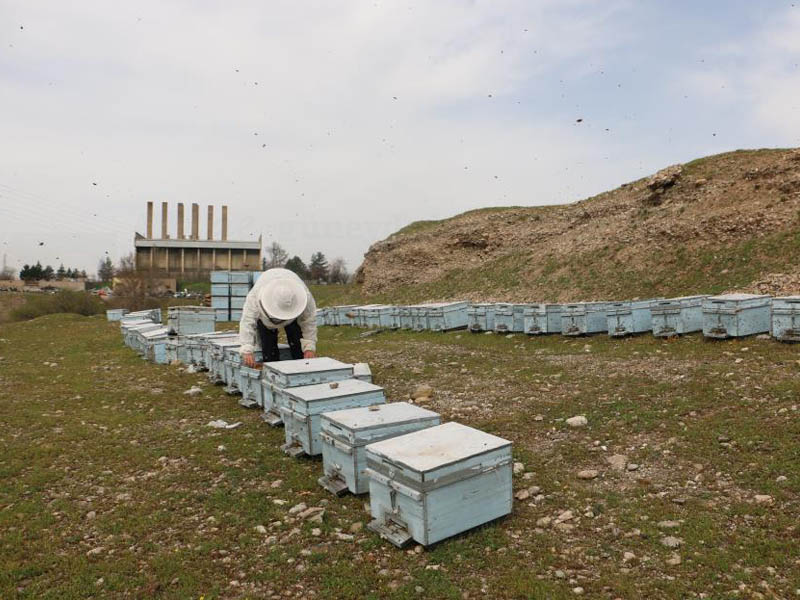 Diyarbakır'da Arıların Yüzde 30'U Telef Oldu3