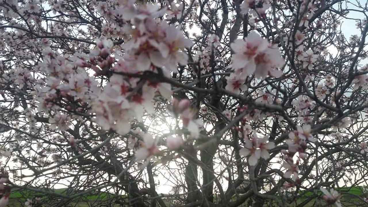 Diyarbakır’da Badem Ağaçlar Çiçek Açtı2