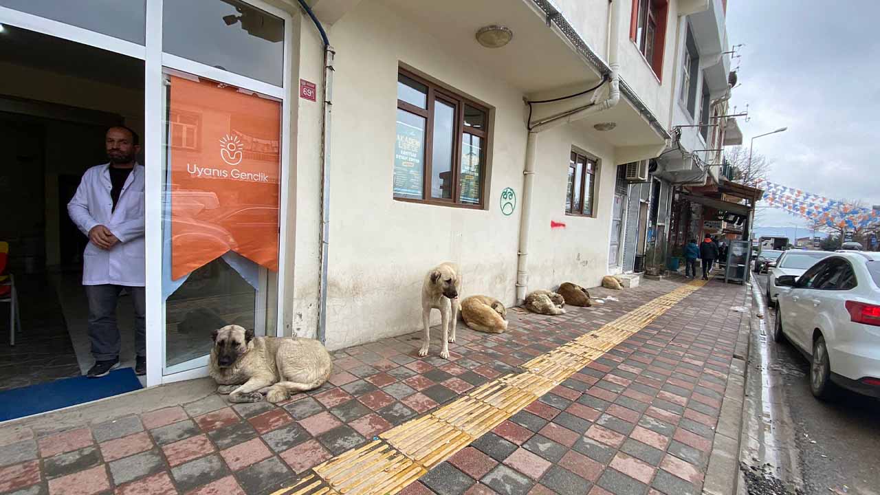 Diyarbakır’ın O Ilçesinde Köpekler Tehlike Saçıyor1