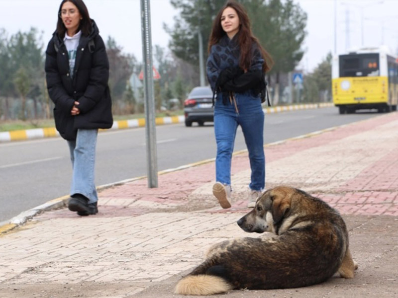 Diyarbakır'da Hayvanlar Için Yeni Bir Oluşum2