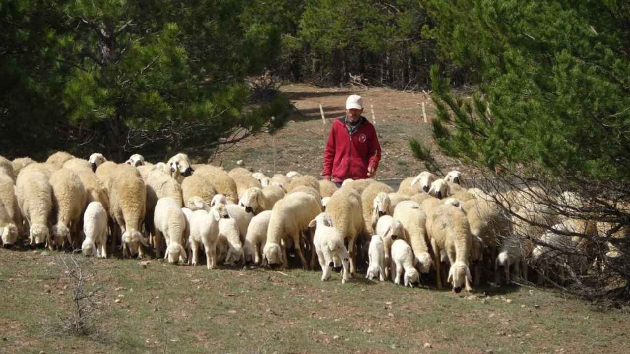 Kuzu Ve Koyunların Renkli Buluşması (1)