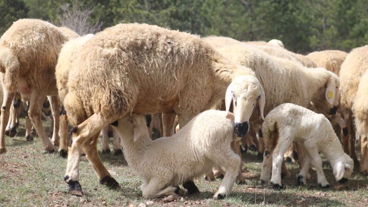 Kuzu Ve Koyunların Renkli Buluşması