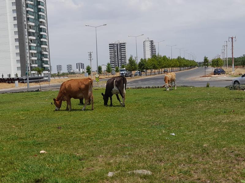 Diyarbakır'da Çim Biçme Görevini Inekler Üstlendi3