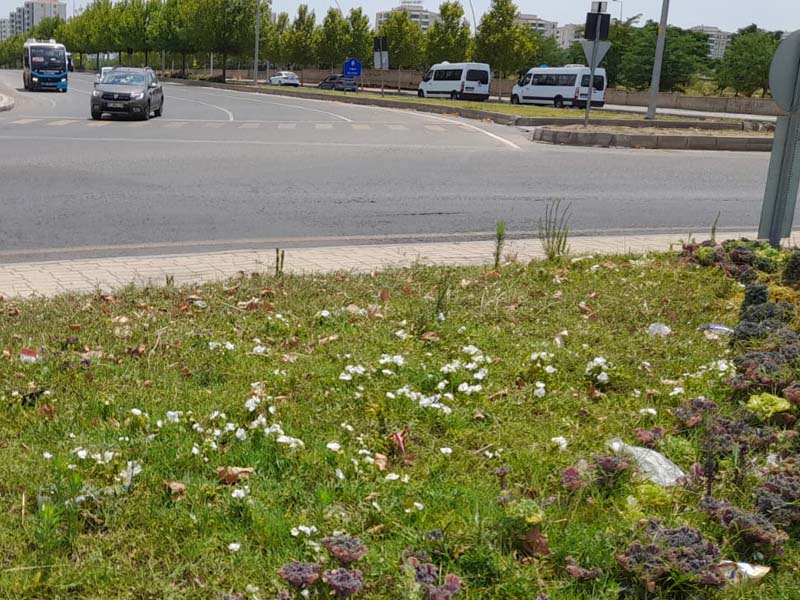 Diyarbakır'da Çim Biçme Görevini Inekler Üstlendi5