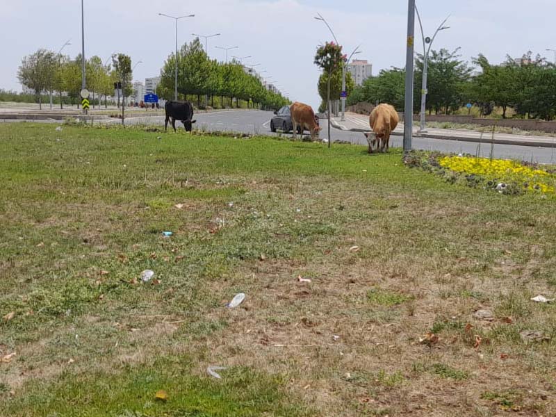 Diyarbakır'da Çim Biçme Görevini Inekler Üstlendi6