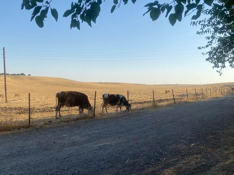 Diyarbakır’da Çoban Krizi3