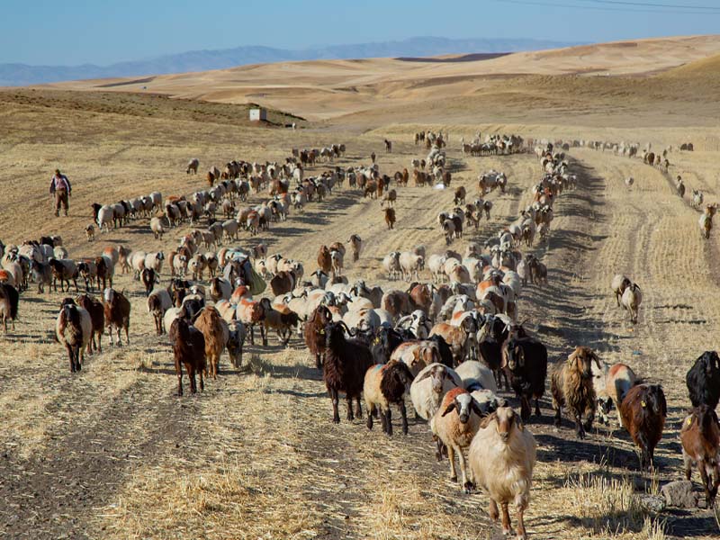 Kuraklık, Diyarbakır’da Bir Geleneği Canlandırdı5