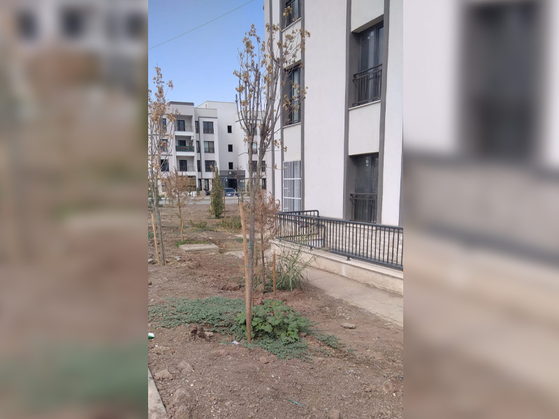 Diyarbakır'da Ağaçlar Kurudu4