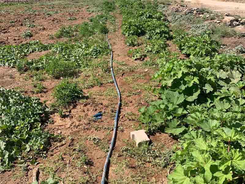 Mardin’de Büyük Tehlike Endişe Verici Boyuta Ulaştı3