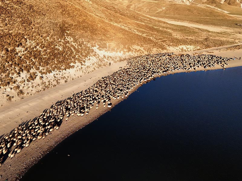 Bitlis Tatvan’da Sürülerin Tozlu Su Yolculuğu3