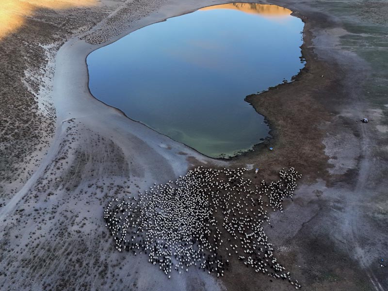 Bitlis Tatvan’da Sürülerin Tozlu Su Yolculuğu4