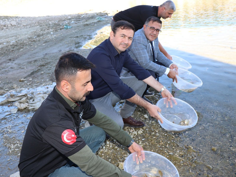 Dicle Barajı'na Sazanlar Bırakıldı2