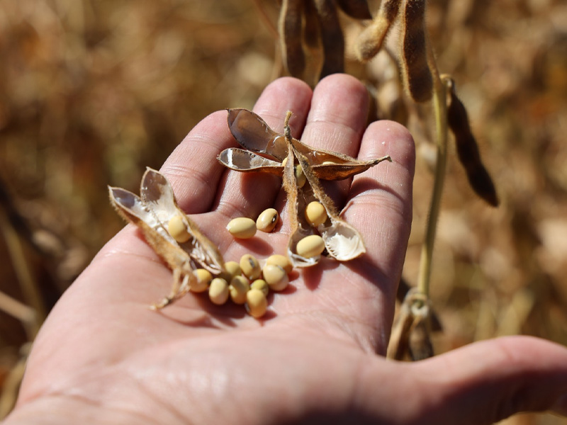 Diyarbakır’da Soya Fasulyesi Dönemi Başladı2