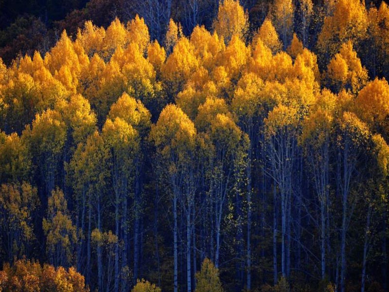 Dersim’de Sonbahar Şöleni2