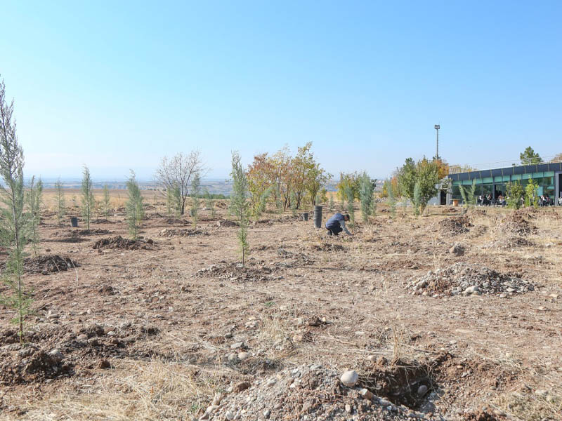 Diyarbakır’da 10 Yıldır Yeşermeyen Ormanın Hikayesi5